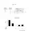 Fig. 27 - Polypeptides that bound to IL-23 receptor and inhibit binding of IL-23 and cell signaling thereof