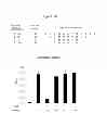 Fig. 41 - Polypeptides that bound to IL-23 receptor and inhibit binding of IL-23 and cell signaling thereof