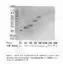 Fig. 02 - METHODS AND COMPOSITIONS FOR DELIVERING ACTIVE AGENTS WITH ENHANCED PHARMACOLOGICAL PROPERTIES