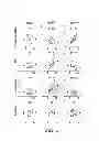 Fig. 20 - Pharmaceutical compositions including a portion of the C-terminus of FGF23
