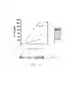 Fig. 07 - Compositions and methods for bone formation and modeling