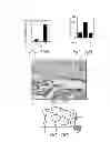 Fig. 20 - Compositions and methods for bone formation and modeling