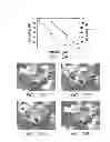 Fig. 23 - Compositions and methods for bone formation and modeling