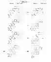 Fig. 06 - C5AR antagonists
