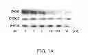 Fig. 02 - Sulfur-containing compound, method of preparation and pharmaceutical uses thereof