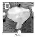 Fig. 09 - PHARMACEUTICAL COMPOSITIONS