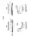 Fig. 16 - Selective inhibition of polyglutamine protein expression