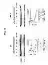 Fig. 17 - Selective inhibition of polyglutamine protein expression