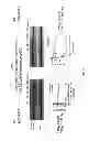 Fig. 20 - Selective inhibition of polyglutamine protein expression