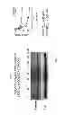 Fig. 22 - Selective inhibition of polyglutamine protein expression
