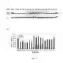 Fig. 30 - Selective inhibition of polyglutamine protein expression