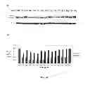 Fig. 33 - Selective inhibition of polyglutamine protein expression