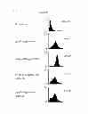 Fig. 13 - Composition for regenerating normal tissue from fibrotic tissue