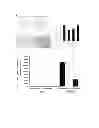 Fig. 19 - Composition for regenerating normal tissue from fibrotic tissue
