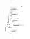 Fig. 03 - GENE THERAPY FOR SULFATASE DEFICIENCY