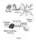 Fig. 02 - Delivery of oligonucleotide functionalized nanoparticles