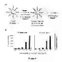 Fig. 05 - Delivery of oligonucleotide functionalized nanoparticles