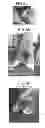 Fig. 06 - Compositions and methods for treating hoof diseases