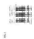 Fig. 09 - Process for protein extraction