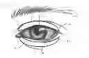 Fig. 01 - Dry eye treatment systems