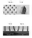 Fig. 03 - Adhesive structure with tissue piercing protrusions on its surface
