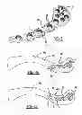 Fig. 03 - Clavicle bending templates