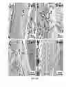Fig. 04 - CROSSLINKED HYDROGELS AND METHODS OF MAKING AND USING THEREOF