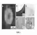 Fig. 07 - CROSSLINKED HYDROGELS AND METHODS OF MAKING AND USING THEREOF