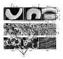 Fig. 01 - Multilayered silk scaffolds for meniscus tissue engineering