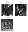 Fig. 05 - Multilayered silk scaffolds for meniscus tissue engineering