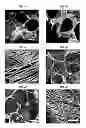 Fig. 06 - Multilayered silk scaffolds for meniscus tissue engineering