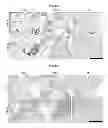 Fig. 08 - Multilayered silk scaffolds for meniscus tissue engineering