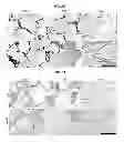 Fig. 09 - Multilayered silk scaffolds for meniscus tissue engineering