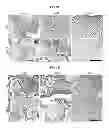 Fig. 11 - Multilayered silk scaffolds for meniscus tissue engineering