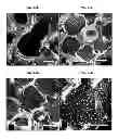Fig. 20 - Multilayered silk scaffolds for meniscus tissue engineering