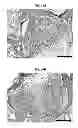 Fig. 24 - Multilayered silk scaffolds for meniscus tissue engineering