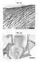 Fig. 25 - Multilayered silk scaffolds for meniscus tissue engineering