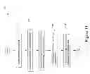 Fig. 12 - Processing of Electronic Referral Hyperlinks