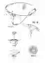 Fig. 02 - RIVET FOR FIXING A DIAMOND TO A GARMENT
