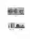 Fig. 04 - PLANT ARTIFICIAL SEEDS AND METHODS FOR THE PRODUCTION THEREOF