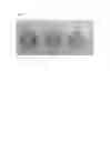 Fig. 45 - PLANT ARTIFICIAL SEEDS AND METHODS FOR THE PRODUCTION THEREOF