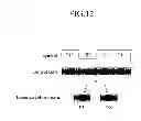 Fig. 11 - Waveform data generating apparatus and waveform data generating program