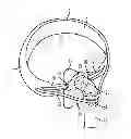 Fig. 01 - Support for tracheostomy or endotracheal tubes