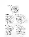 Fig. 03 - Multi-functional instant tent