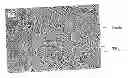 Fig. 01 - Steel plate for producing light structures and method for producing said plate