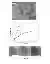 Fig. 05 - High quality large scale single and multilayer graphene production by chemical vapor deposition