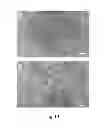 Fig. 12 - High quality large scale single and multilayer graphene production by chemical vapor deposition