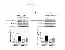 Fig. 04 - Compositions And Methods For The Treatment Of Neurologic And Psychiatric Conditions