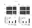 Fig. 06 - Compositions And Methods For The Treatment Of Neurologic And Psychiatric Conditions