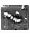 Fig. 09 - Functional influenza virus-like particles (VLPs)